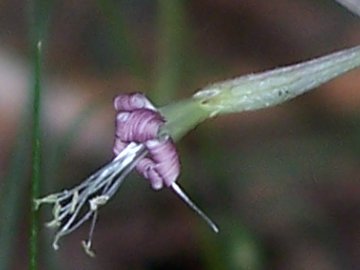 Silene italica subsp. sicula